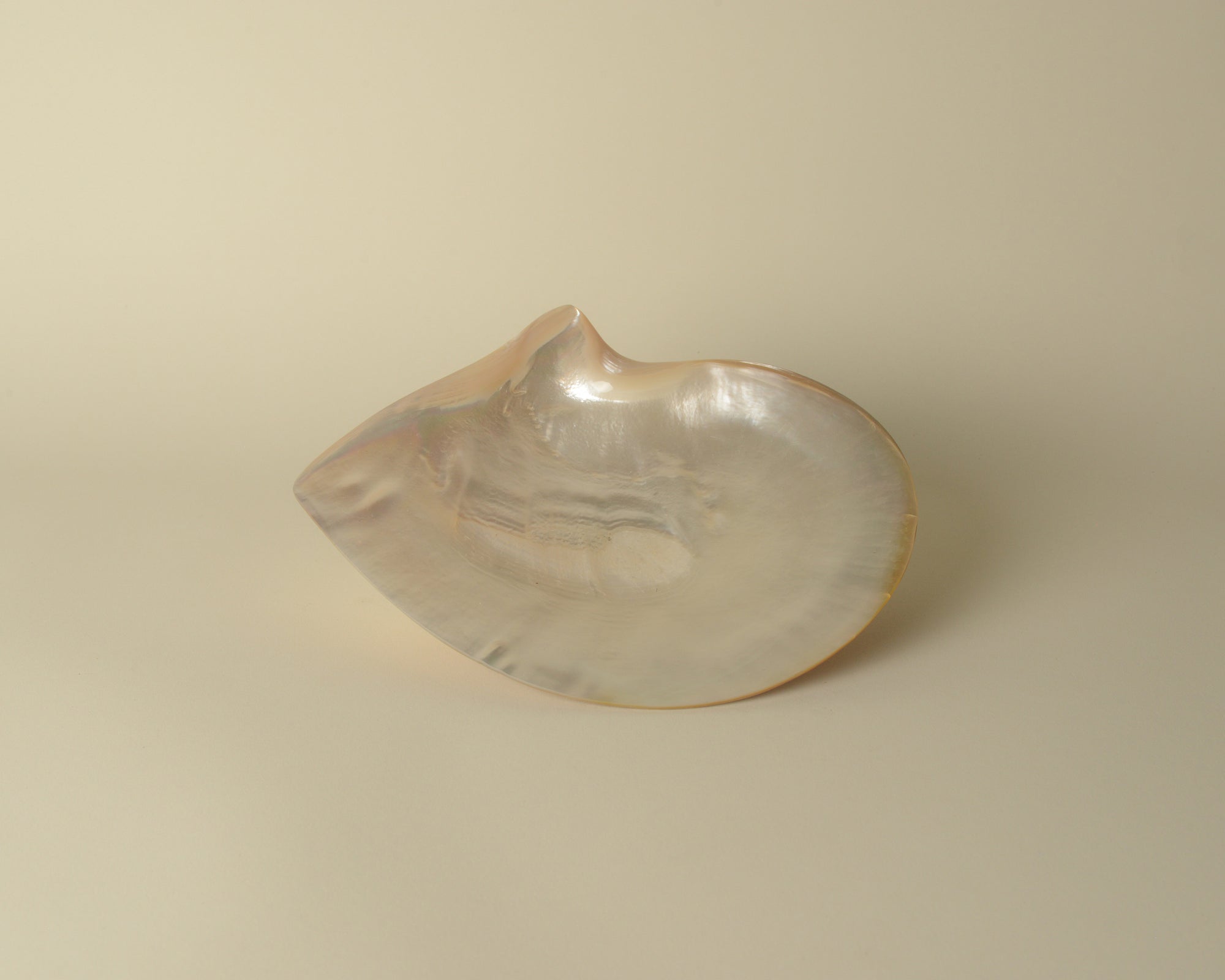Natural seashell with mother of pearl lining.